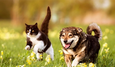 Flea & Tick Control