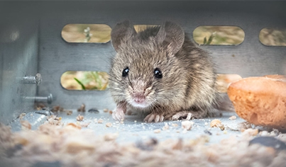 Rodent Control