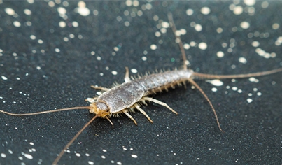 Scorpions/ Silverfish