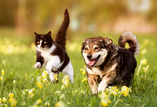 Flea & Tick Control