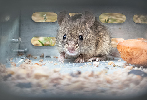 Rodent Control